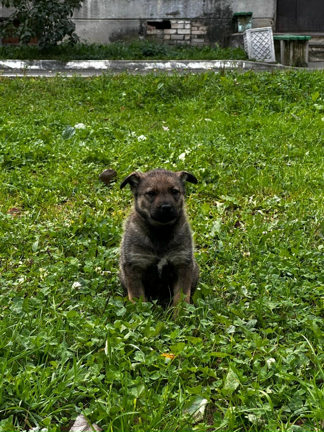 Здравствуйте уважаемые жители города Остров.
Мальчик....