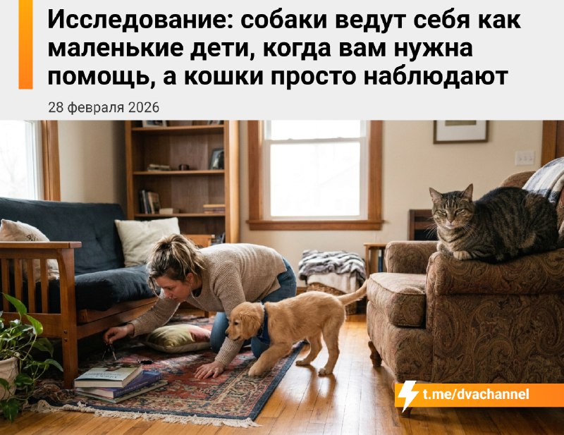 Учёные выяснили, что собаки ведут себя как маленькие дети, когда человеку нужна помощь, тогда как ко