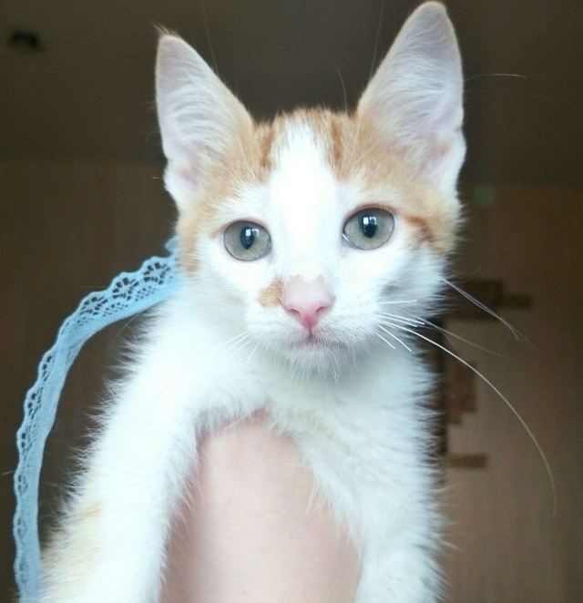 💙 🐈 Рыжий котомальчик находится в поисках своей семь...