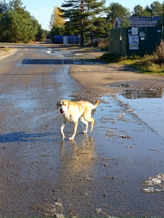 Здравствуйте. В Немятово 2 появилась собака. Бегает уже...