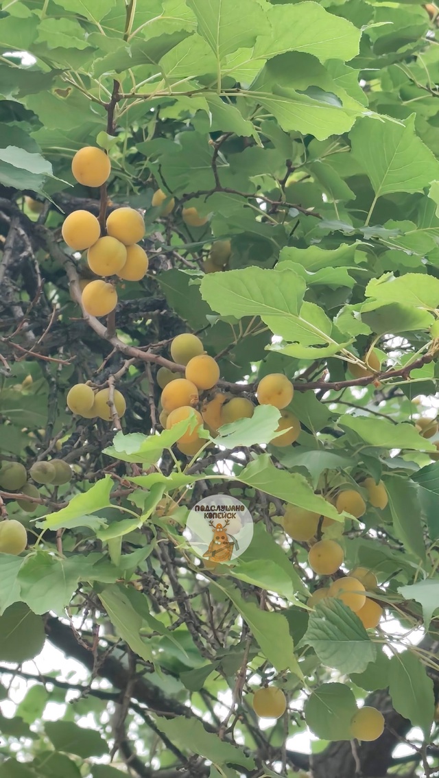 😍 В Копейске посыпались настоящие абрикосы — прямо с ...
