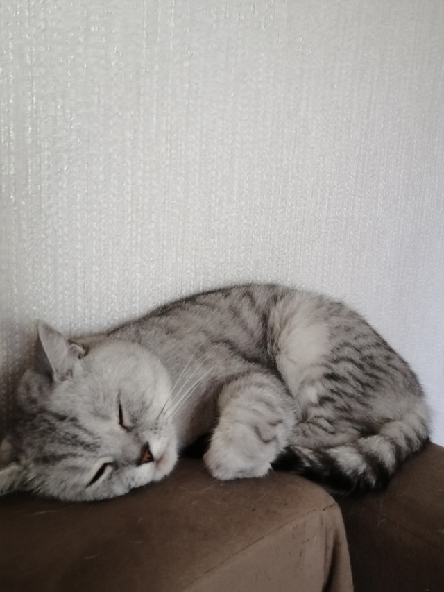 Потерялся кот Борис в районе Гоголя 20
Может кто видел, ...