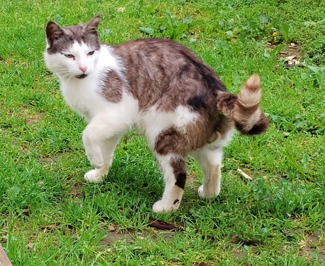 Пришёл кот, может кто-то ищет??? д. Павлищево