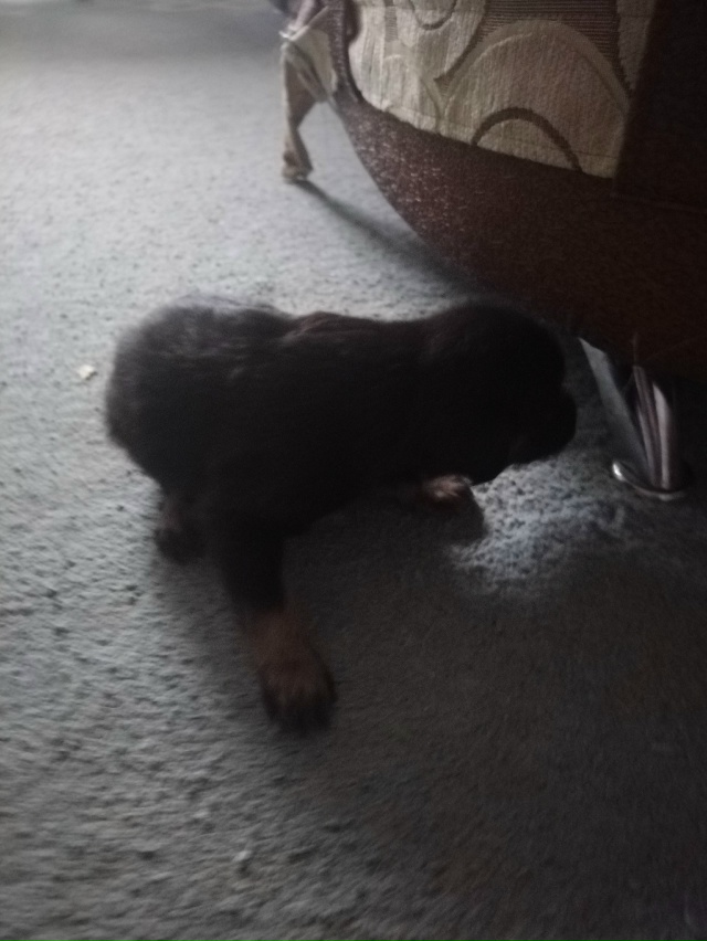 Отдам щенков в добрые руки. Мама чихуахуа а папа подоно...