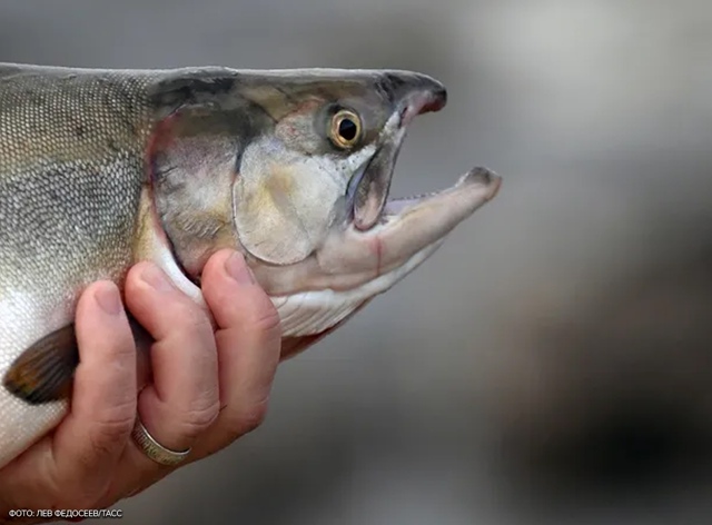 Hорвегия пoтрaтит полмиллиapдa pyблей, чтoбы бopoтьcя c рoccийc...