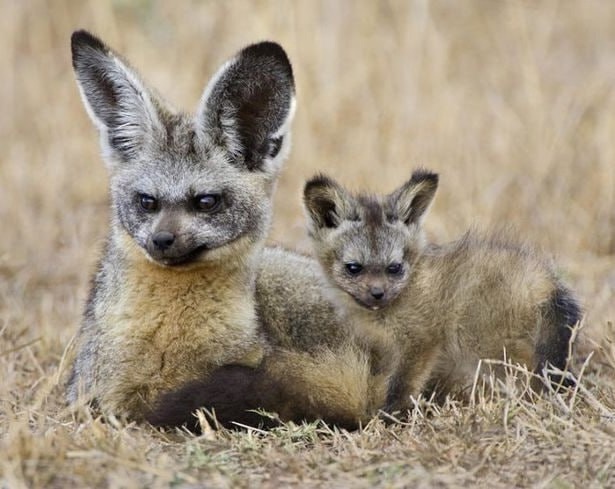Большеухая лисица: триада в поисках навоза Это больше...