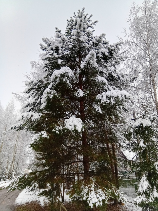 Вот и зима постучалась..