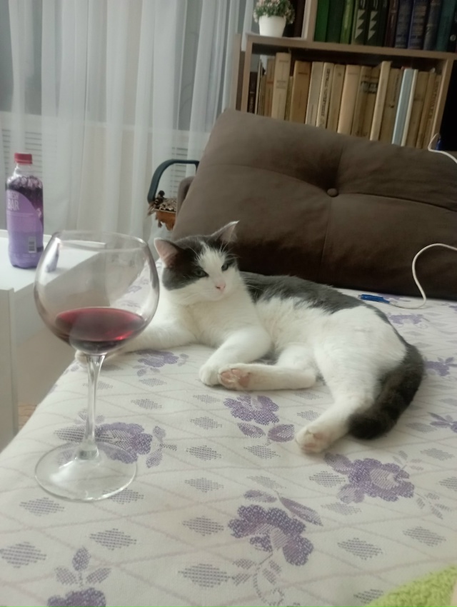 В районе Степняка пропал кот по кличке Кузя. Может кто-?...