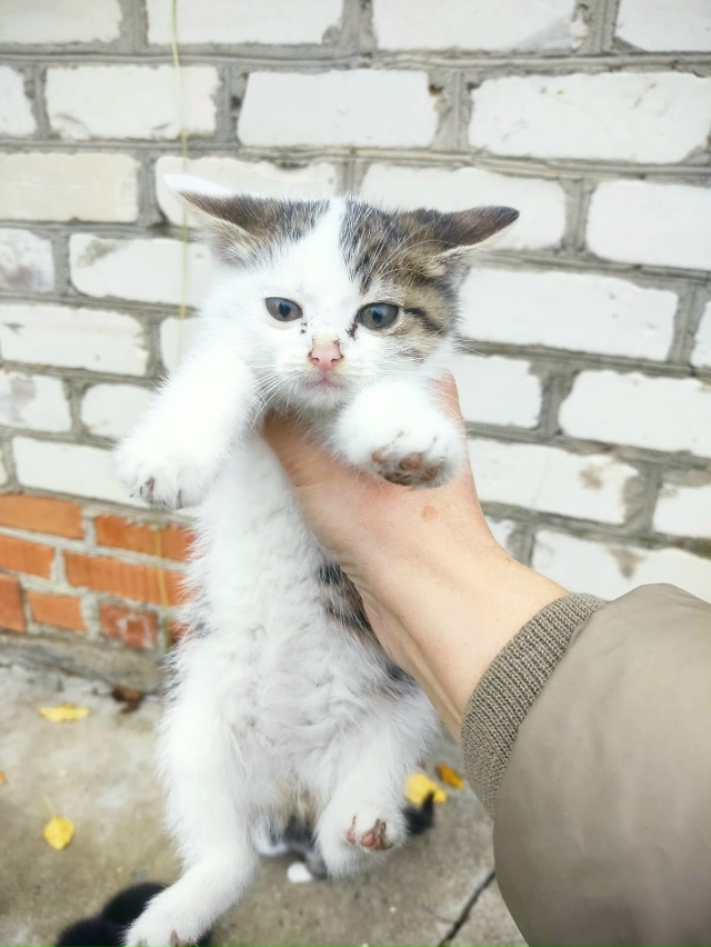 Котята ищут дом
89105423552 Алексей