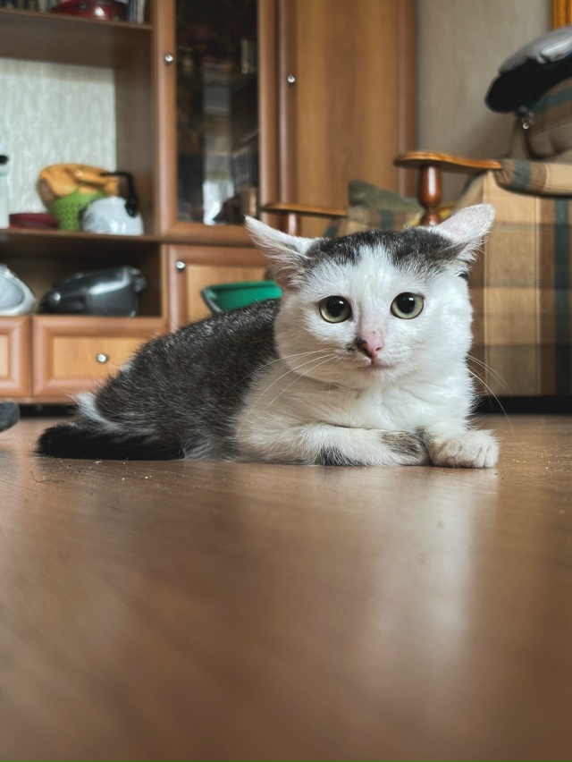 Отдадим котенка в добрые руки. Мальчик, возраст – 4 мес?...