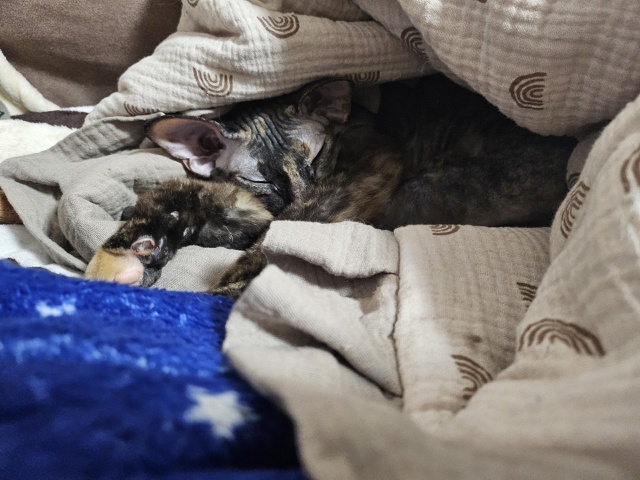 неугомонная бибизяна Никта