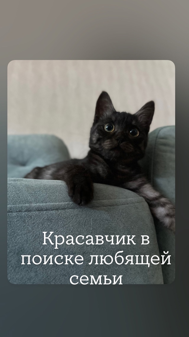 Возраст примерно 4 мес, найден около стадиона