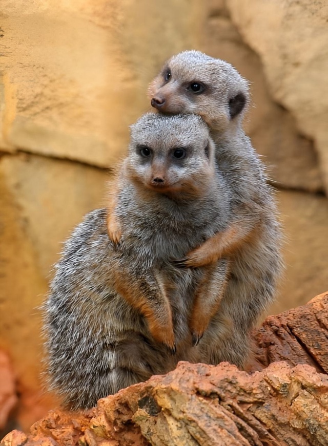 Сурикаты обнимаются не потому, что мёрзнут, а потому чт...