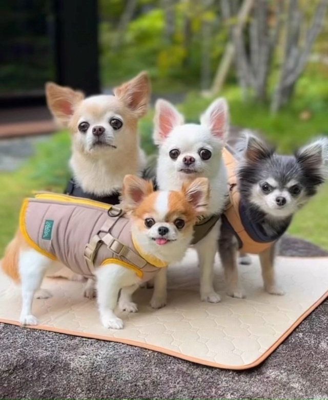 Друзья, любители животных!
Есть возможность организов...