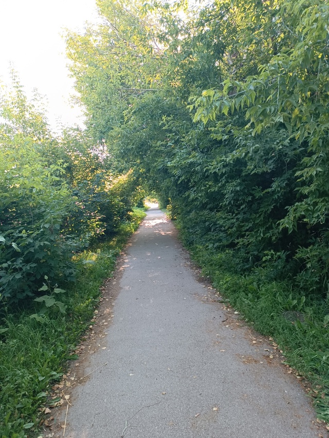 Где-то все деревья вырубили,одни пеньки остались,а в ра...