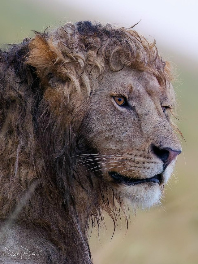Отвлекитесь от дел и взгляните на льва со «свежей укла?...