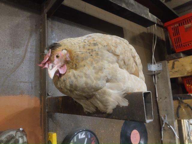 Всем доброго времени суток!
Эту курочку зовут Клюква. ?...