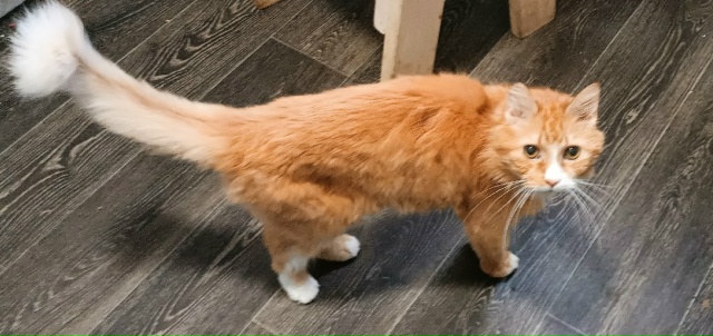 Здравствуйте. Нужна переноска для кота на один день, 22 ?...