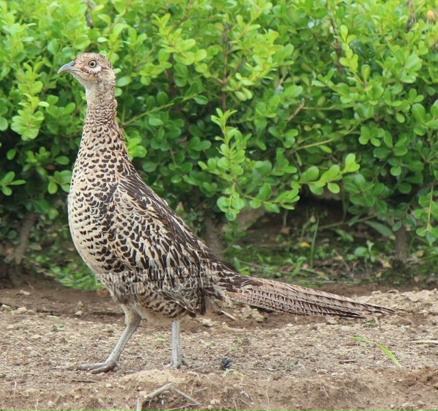 Такая птичка,сидит на дереве сутки!Может сбежала у ког?...