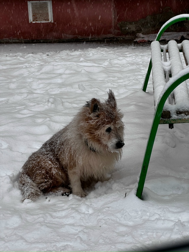 Хозяин, пожалуйста, найдись. Сидит замерзший весь день ...