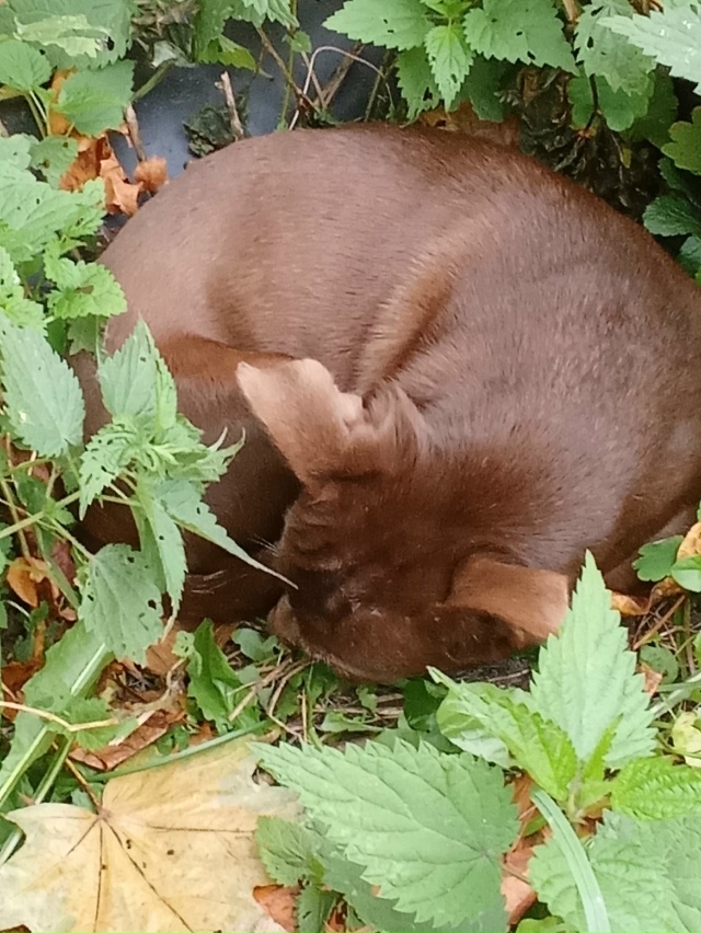 Здравствуйте. Кто в Кулотино потерял собачку ? Она втор...