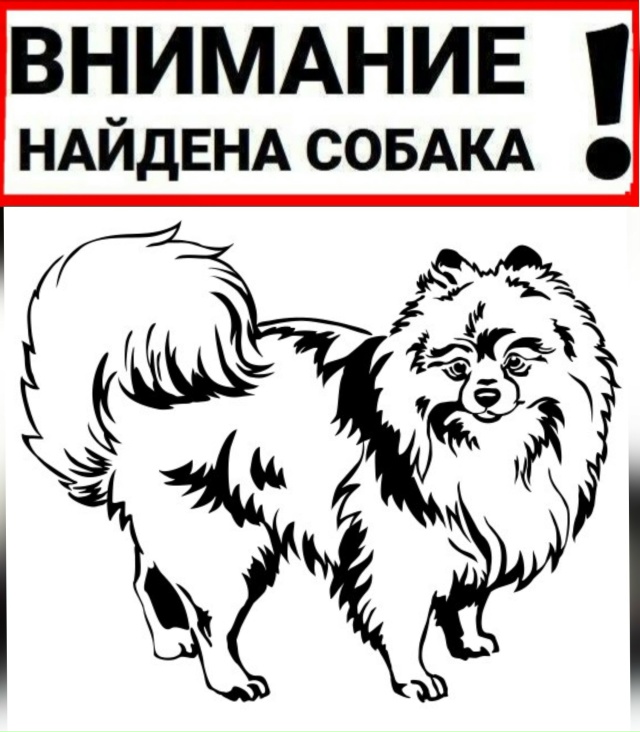 На улице Верхняя найдена собачка породы шпиц. Если вы ?...