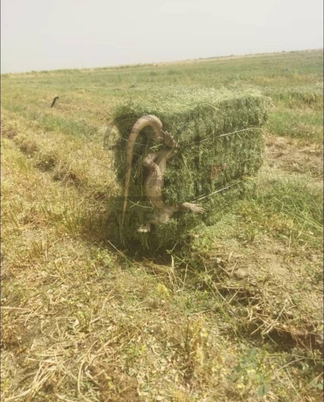 😱🦎👀 Огромная ящерица найдена в Татарстане в снопе с...