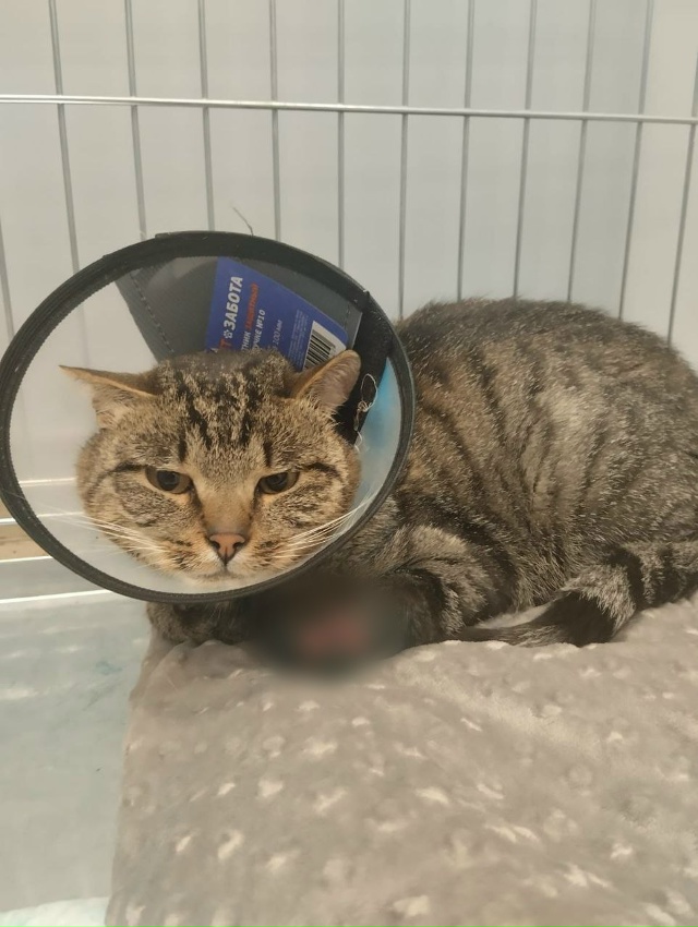 ❤️‍🩹 Попавшего в капкан котика спасли местные жител...