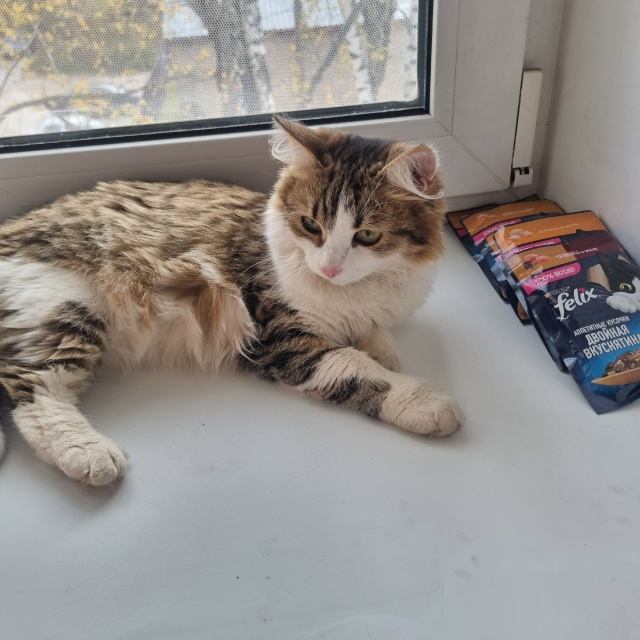 Нашли кошку. Камышинская 12.