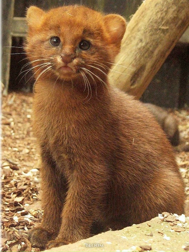 Это ягуарунди — необычная кошка, которая решила, что б?...