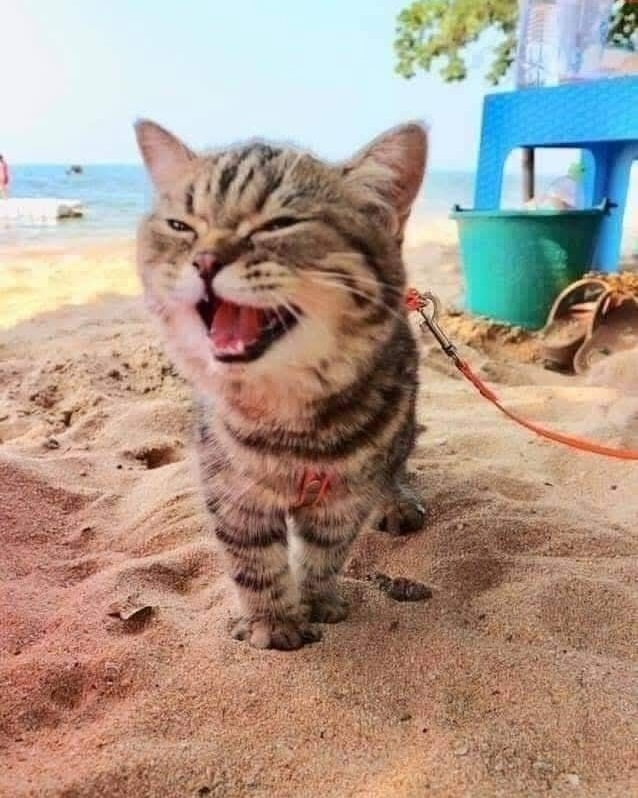 Даже котик на море, а ты нет)