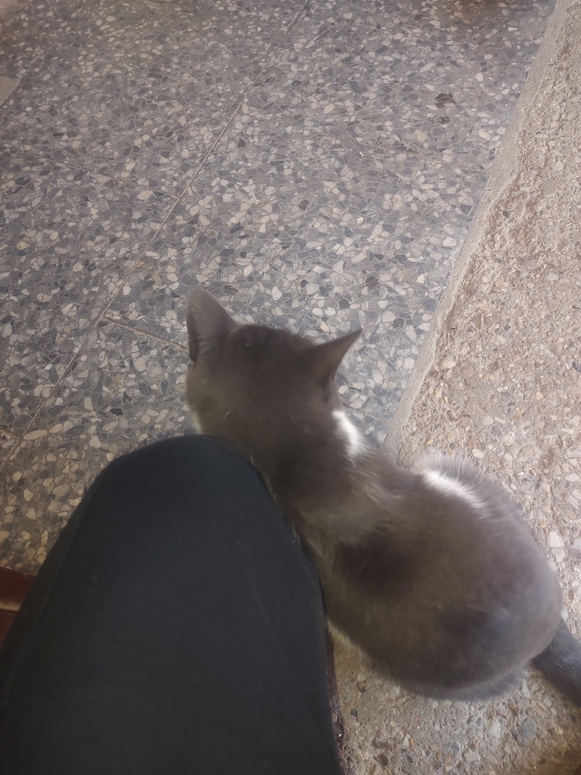 Чей котик
