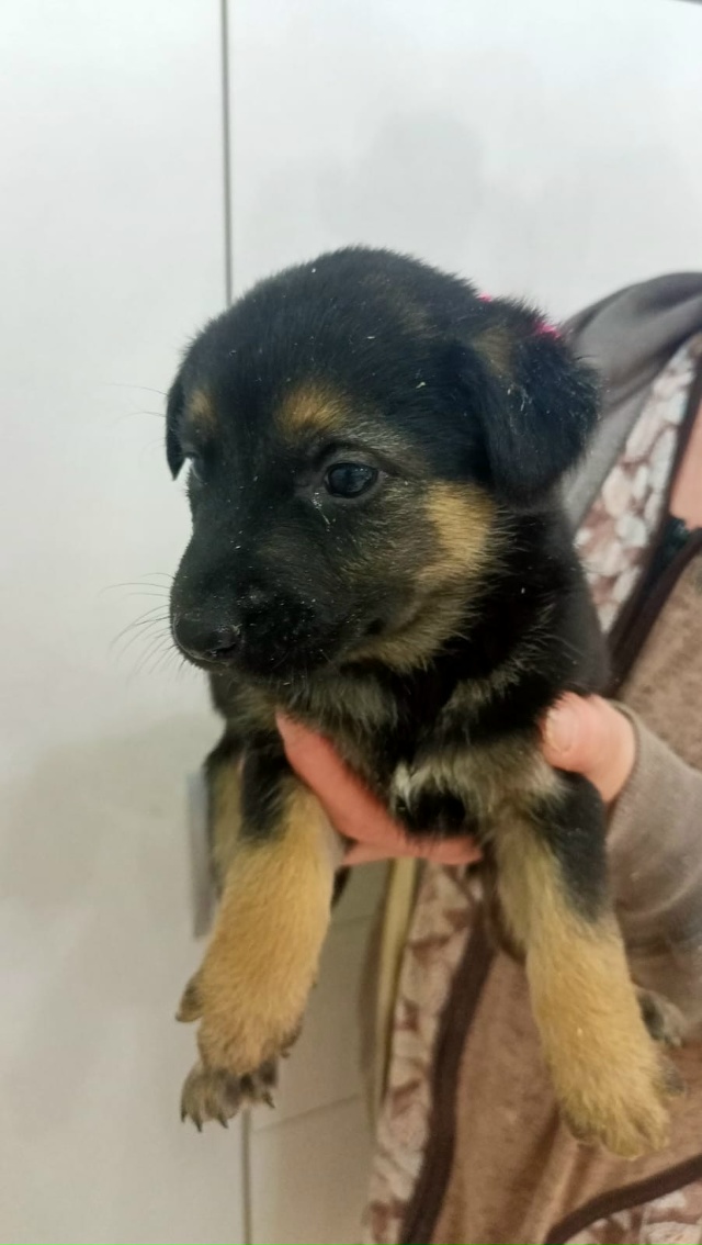 Отдам в хорошие руки щенков, 4 девочки, 2 мальчика, возра...