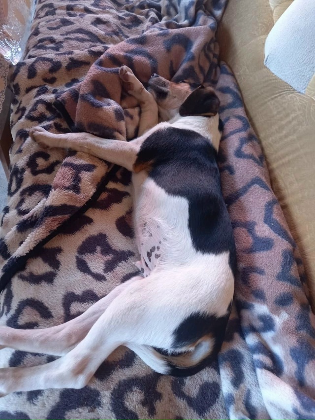  отдадим собаку чистокровный эстонец добрый мальчик ...