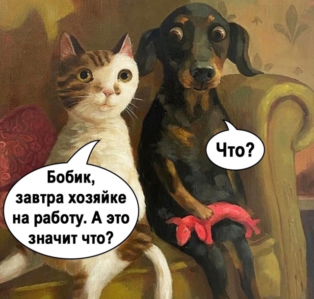 Повезло же этим котам