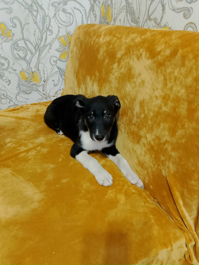 Здравствуйте. Найдены щеночки . На улице оставить их не...