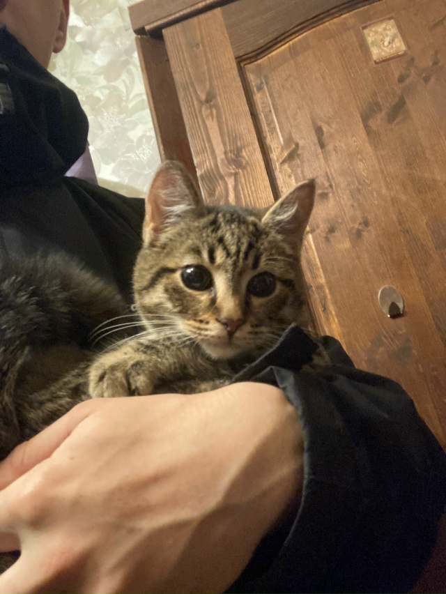 Нашли в подъезде котенка (девочка) маленькая, ручная, н?...