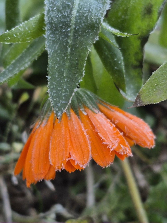 ❄Ноябрьское морозное утро в объективе нашей подписчи?...
