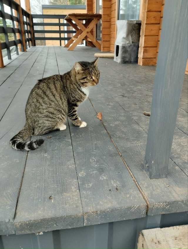 В мае в д.Бурдята появилась кошечка, она очень добрая, ?...