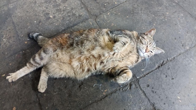 Видали, как Лариску из пошивочного раскорячило? Скопыт...