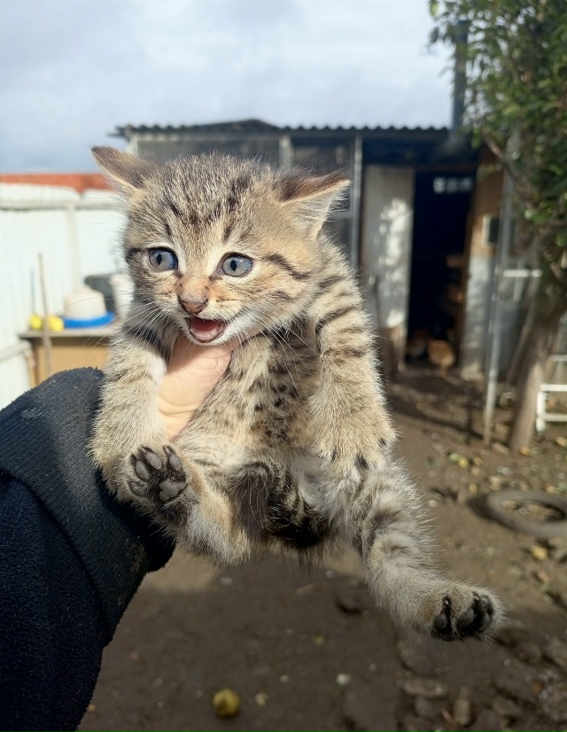 Отдам котят от умной и хорошей кошечки мышеловки. Котя?...