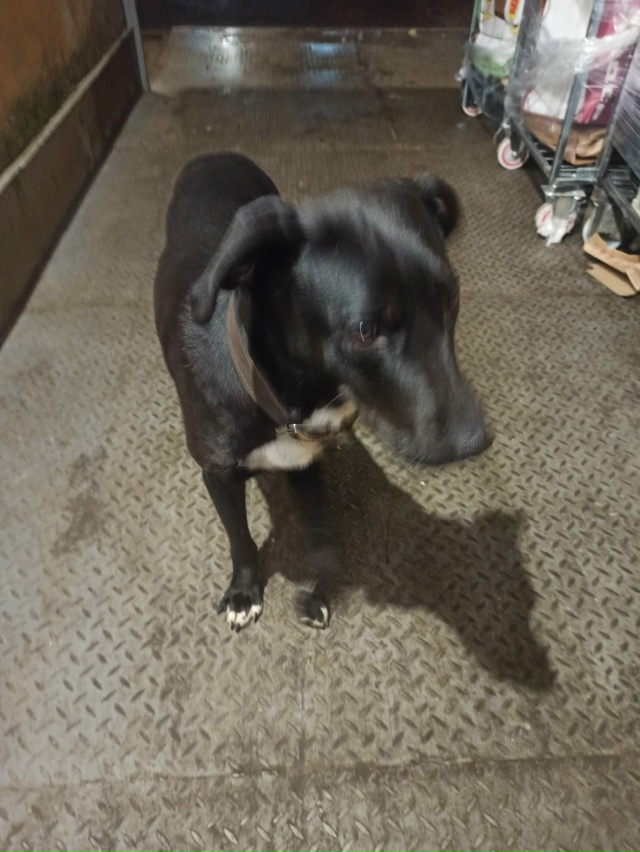 Чья чёрная собака возле Дикси ходит