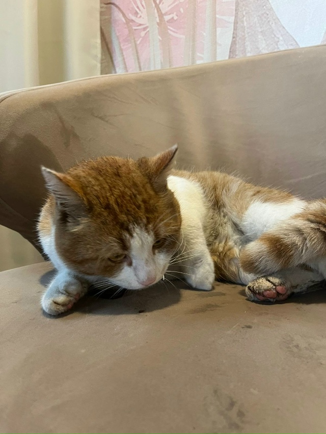 Найден котик! На нем красный ошейник, мокрый, грязный и ...