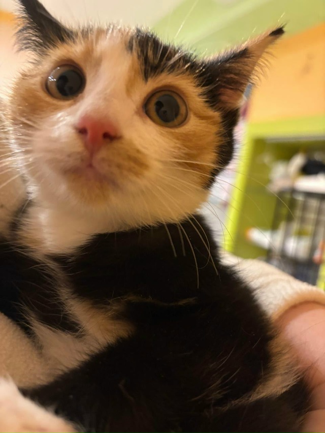 ➡️Кировск
Красивые малыши в поисках дома!!!
Две трёх ц...