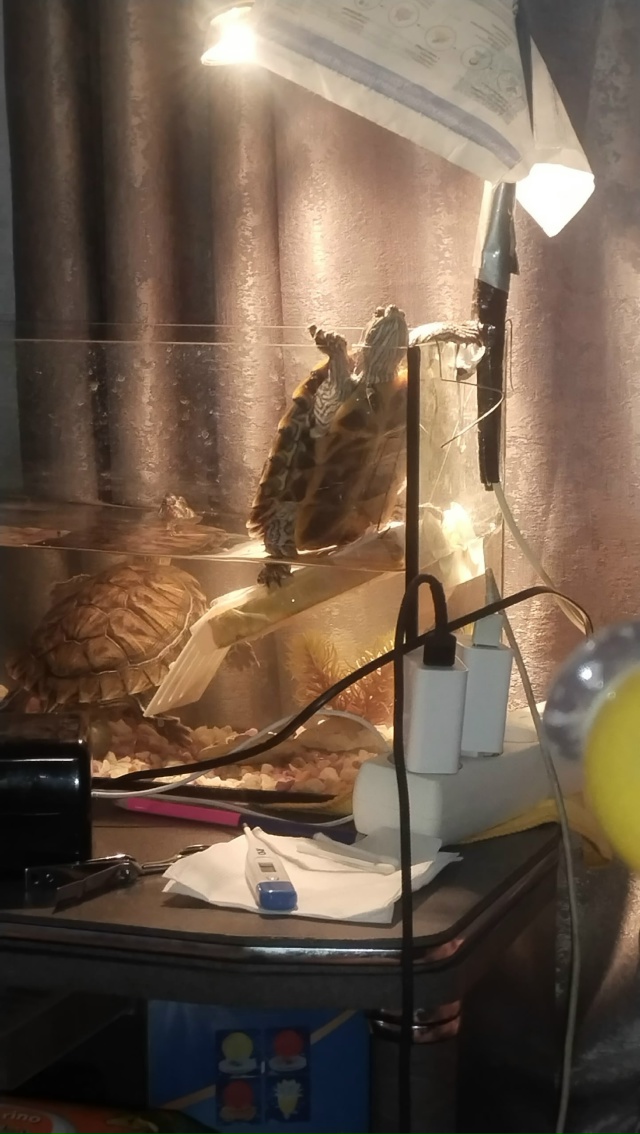 отдам черепашек в добрые заботливые руки