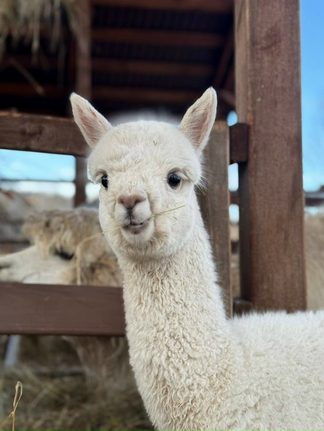 😌 Немного полюбуемся на этих пушистиков из Белого кол...