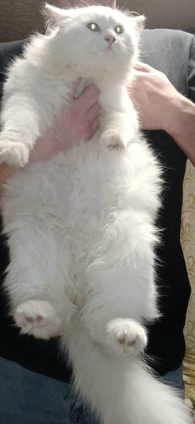 Потерялся кот в д. Полищи ул. 40 Лет Победы по кличке Сём?...