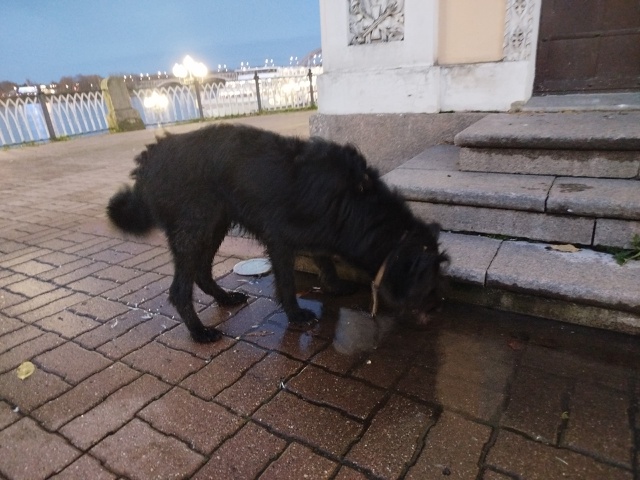 Чей потеряшка бегает на набережной?