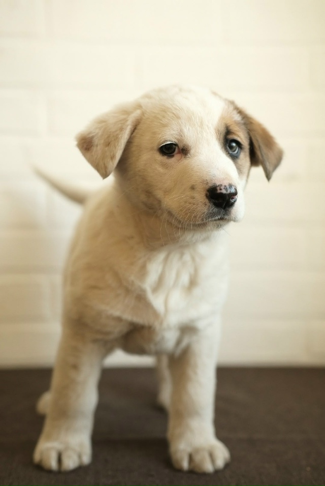 ‼️Две девочки и два мальчика очень хотят быть домашни...