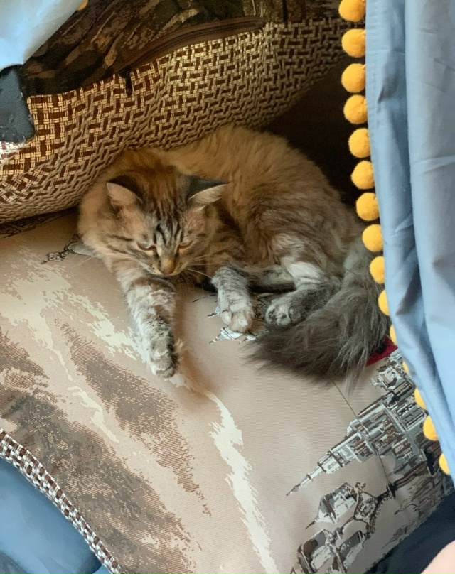 Потерялся кот в районе Храма, очень дорог для ребенка и...